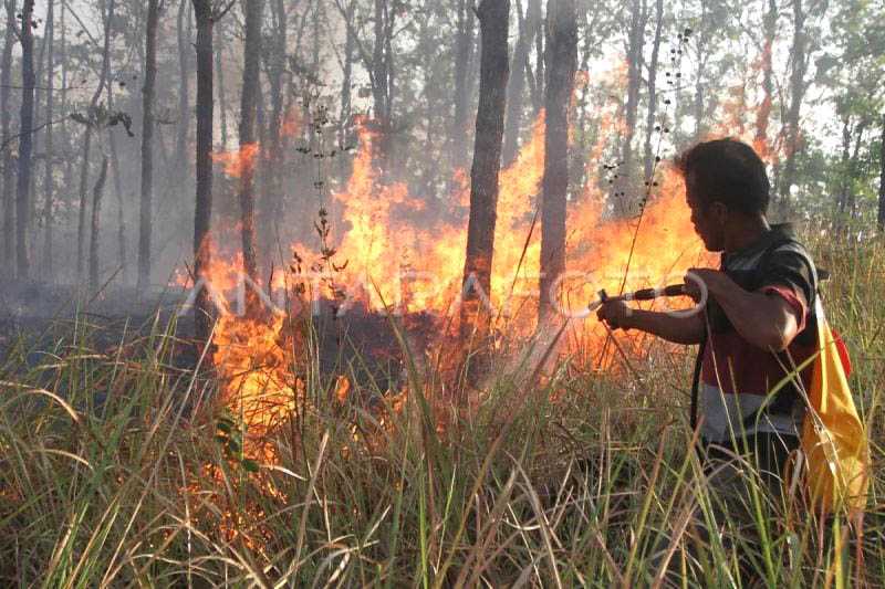 Perhutani Catat 8 Hektare Hutan di Lereng Gunung Lawu Terbakar