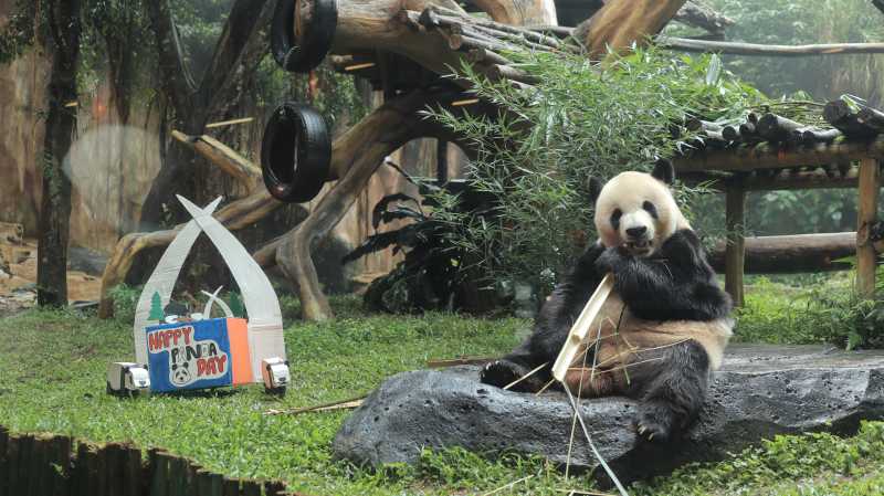 Peringati Hari Panda Sedunia, Taman Safari Bogor Ajak Selamatkan Populasi Satwa