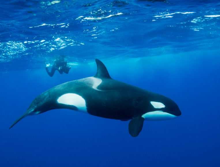 Peristiwa Langka, Seekor Orca Memangsa Hiu Putih Besar Sendirian di Lepas Pantai Afrika Selatan