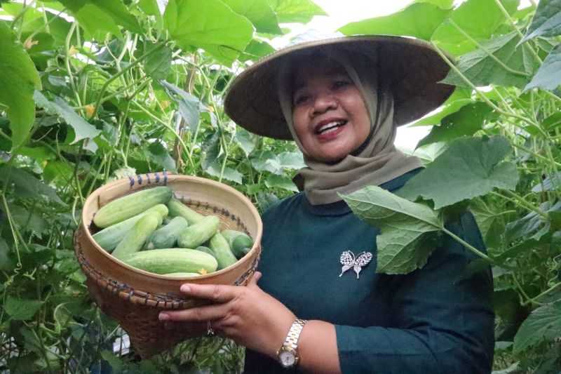 Perkuat Ketahanan Pangan, Dinas Pertanian Sleman gerakkan Kelompok Wanita Tani Kembangkan Agribisnis