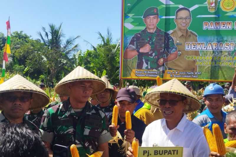 Perkuat Ketahanan Pangan, Jenderal Bintang Dua Ini Terjun Ikut Panen Jagung di Lombok Timur