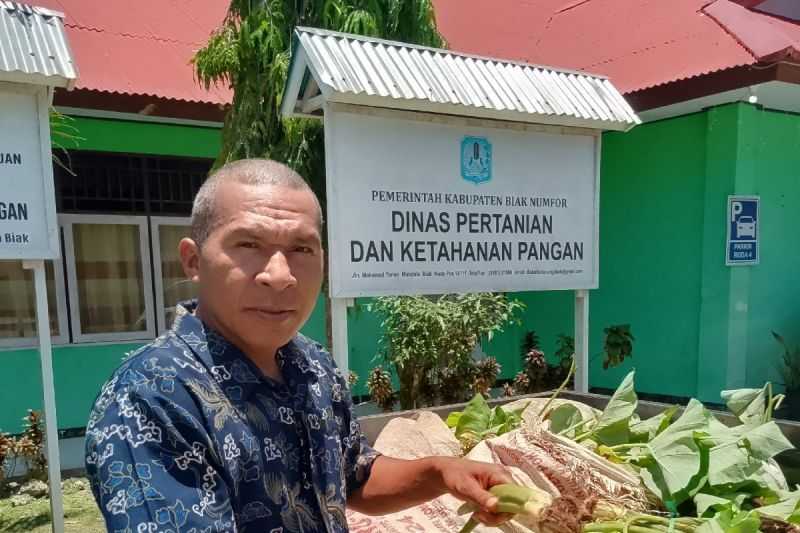 Perkuat Ketahanan Pangan, Pemprov Papua Salurkan Bantuan Bibit Keladi ke Petani Orang Asli Papua