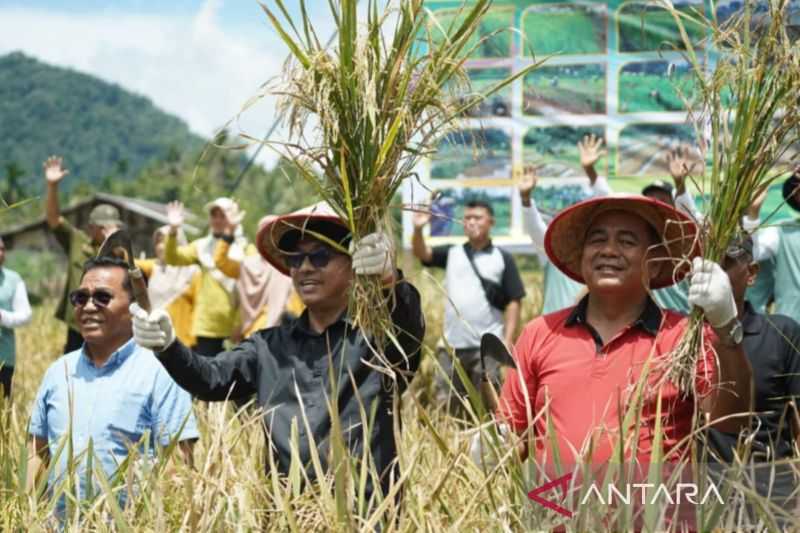 Perkuat Ketahanan Pangan, Tanam Padi Tanpa Olah Tanah Hemat Biaya Produksi Hingga 40 Persen