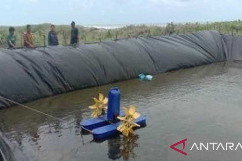 Perkuat Kolaborasi, Diskan Kabupaten Sukabumi Dongkrak Produktivitas Udang Vaname