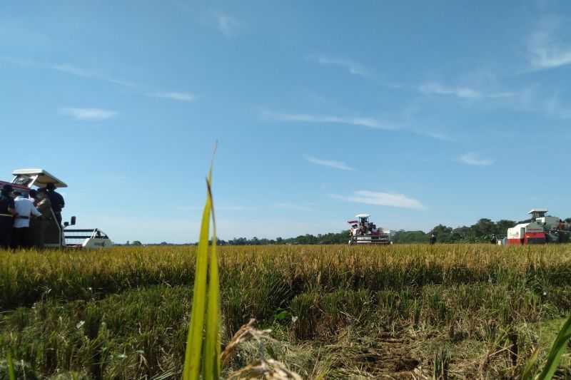 Perlu Kerja Sinergis, Pemkab Purwakarta Pertahankan Produktivitas Padi Terancam El Nino