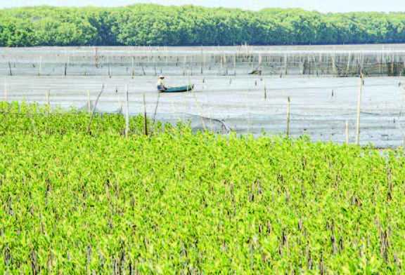 Perlu Waktu Lama Pulihkan Cadangan Karbon di Bekas Mangrove