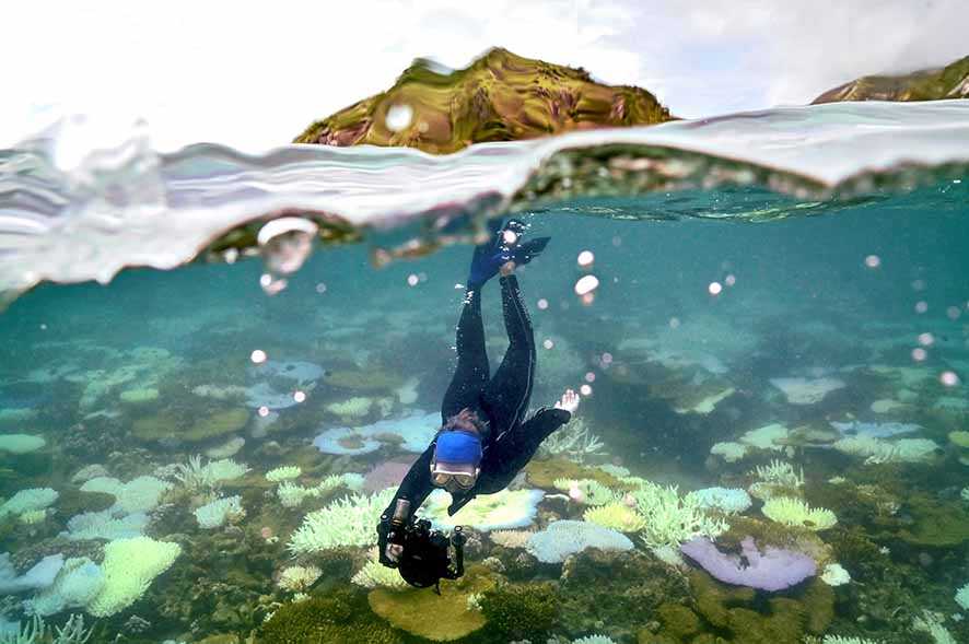 Perluasan Zona Asam di Laut akan Musnahkan Hewan Bercangkang