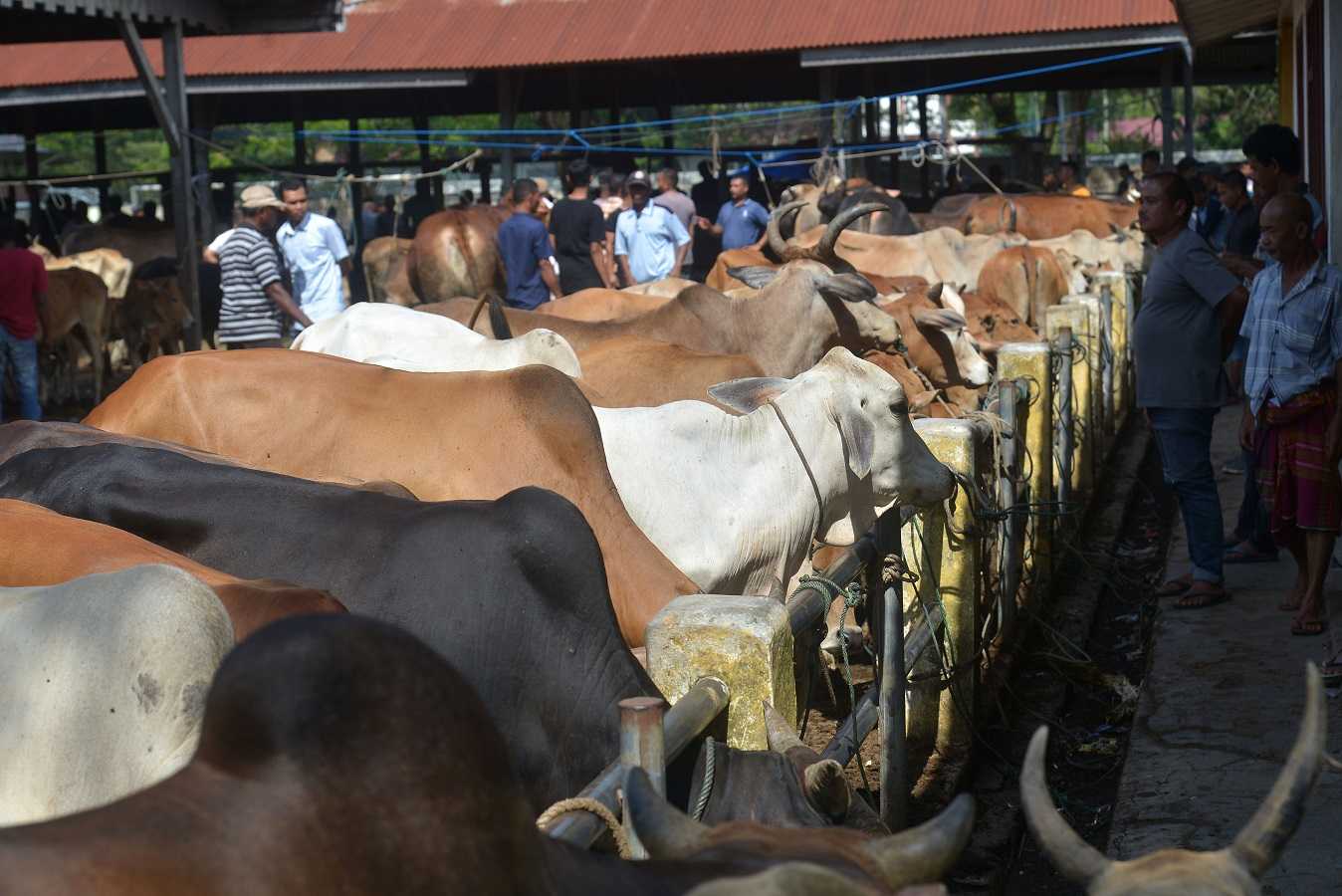 Permintaan Ternak Naik