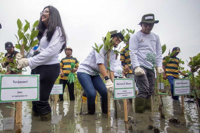 Pertamina EP tanam mangrove di pesisir Cirebon