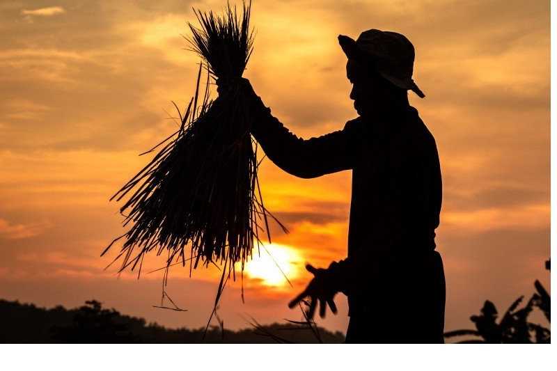 Pertani Serap 300 Ribu Ton Gabah Petani