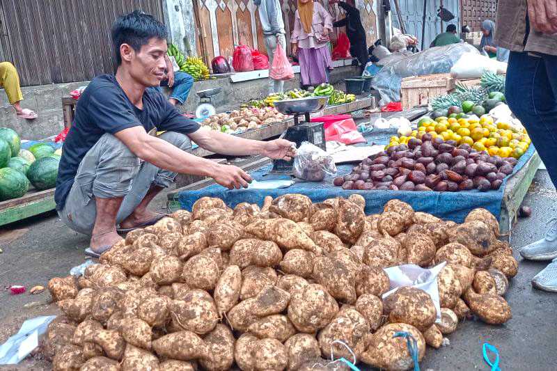 Pertanian Ubi Jalar Pandeglang Jadi Andalan Ekonomi Petani