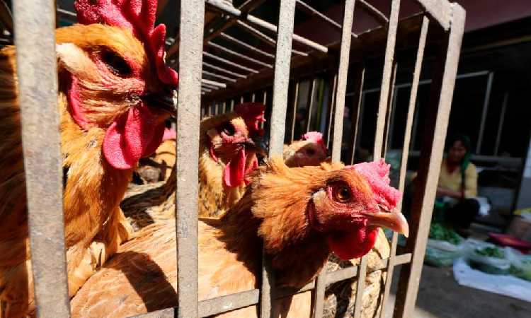 Peru dan Ekuador Nyatakan Darurat Kesehatan Hewan Akibat Wabah Flu Burung