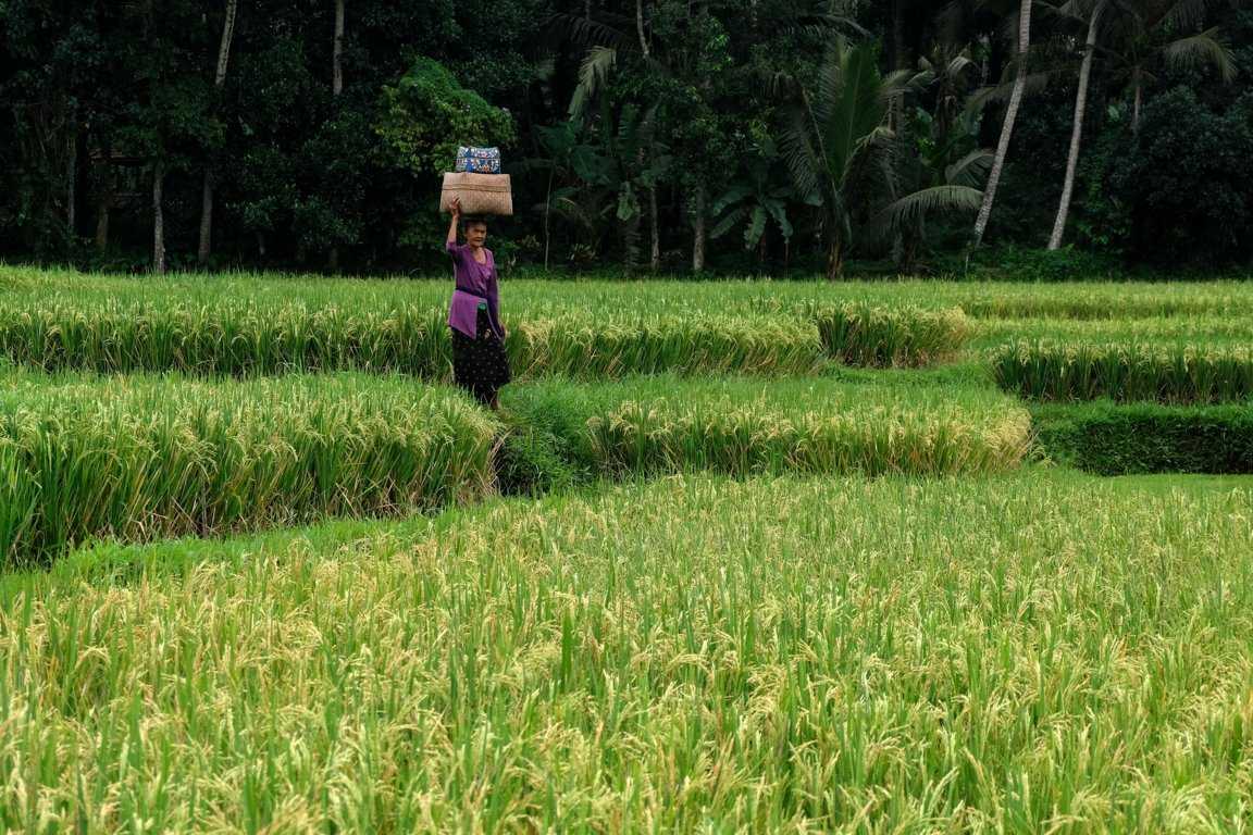 Perubahan Iklim Dapat Merusak Sawah Subak di Bali dan Situs-situs