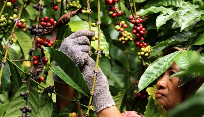 Perubahan Iklim Pengaruhi Produksi Kopi di Toraja