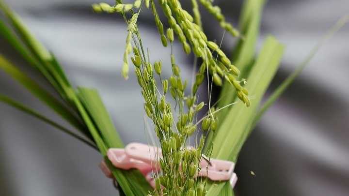 Perum Bulog: Bercocok Tani Tradisional Tak Lagi Layak di Tengah Perubahan Iklim