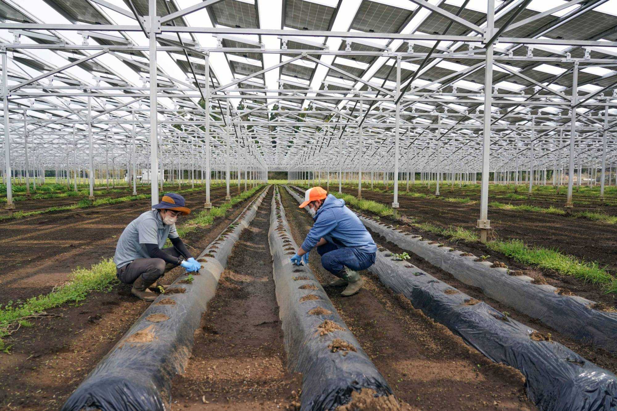 Perusahaan Rintisan Jepang Menggemparkan Pertanian Gunakan Tenaga Masa Depan Ini untuk Menanam, Apa Itu?