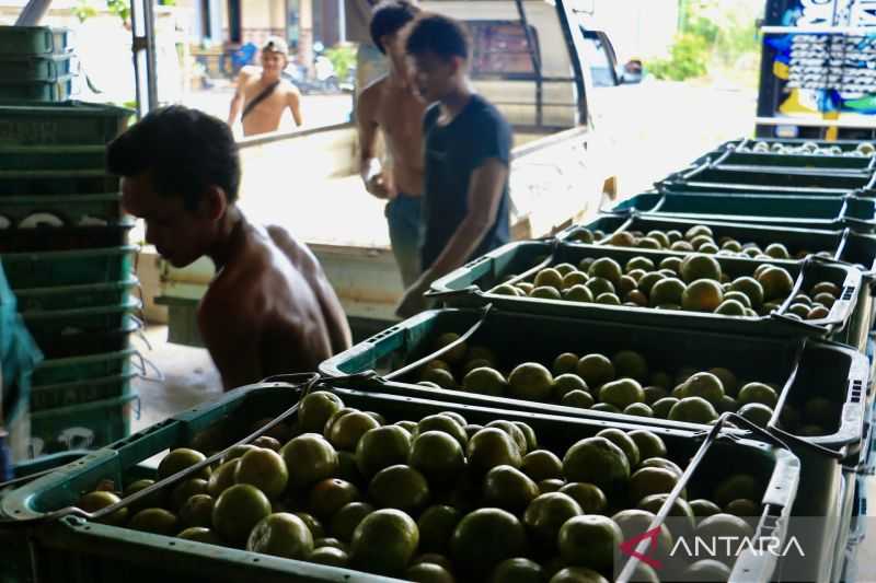 Petani Barito Kuala kirim 1.500 ton jeruk per bulan ke Pulau Jawa