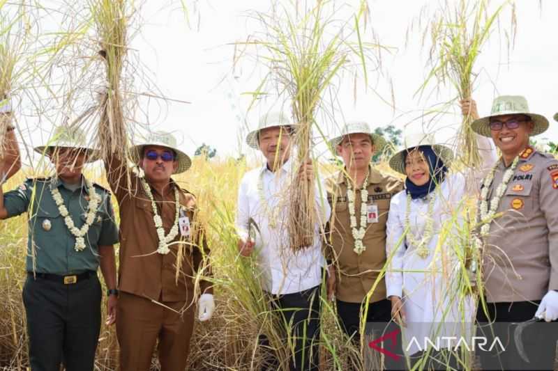 Petani Binaan Baznas di Barito Kuala Panen Raya Padi