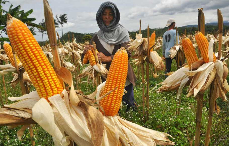 Petani Butuh Insentif Pacu Produksi