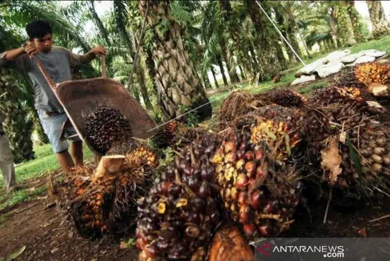 Petani dan Pengusaha Sawit Senang, Harga CPO dan TBS di Jambi Alami Kenaikan Signifikan