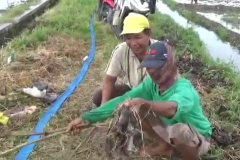 Petani di Jombang Buru Hama Tikus Dengan Gropyokan