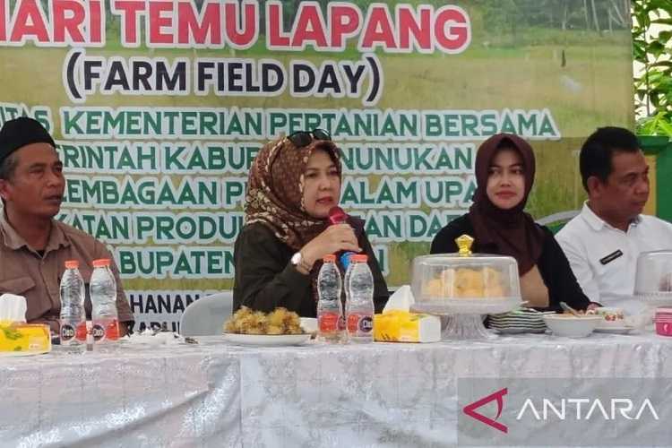 Petani di Perbatasan Tingkatkan Produksi Gabah