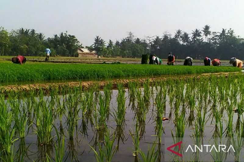 Petani Diajak untuk Asuransikan Sawahnya