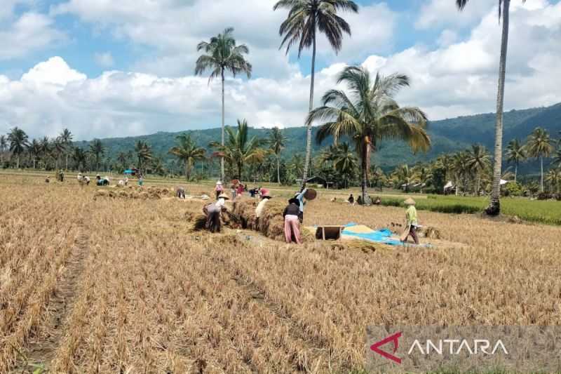 Petani Diminta Beralih Tanam Palawija Saat Kemarau