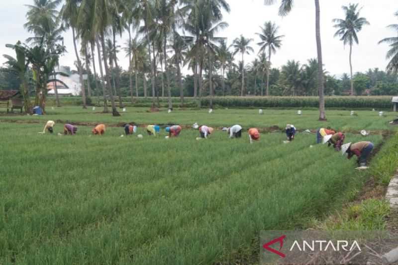 Petani Dorong Pemkab Situbondo Bangun Pasar Bawang