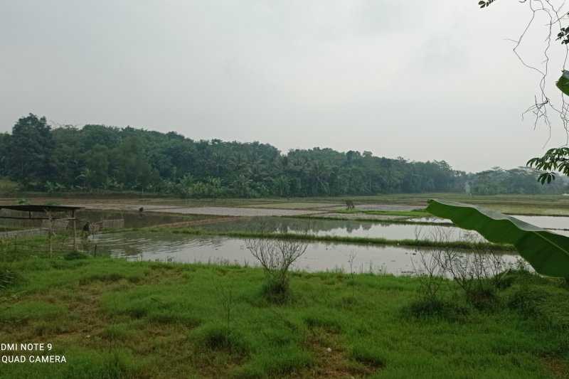 Petani Lebak Percepatan Masa Tanam