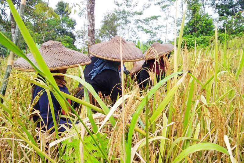 Petani Lebak Tanam Padi Gogo Guna Tingkatkan Produksi Pangan