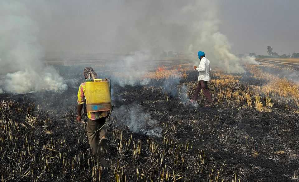 Petani Memilih Membakar Jerami untuk Bersihkan Lahan Secara Hemat