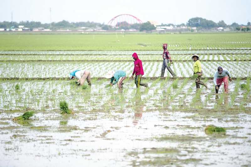 Petani Mendapat Manfaat Paling Kecil dari Kenaikan Harga Beras