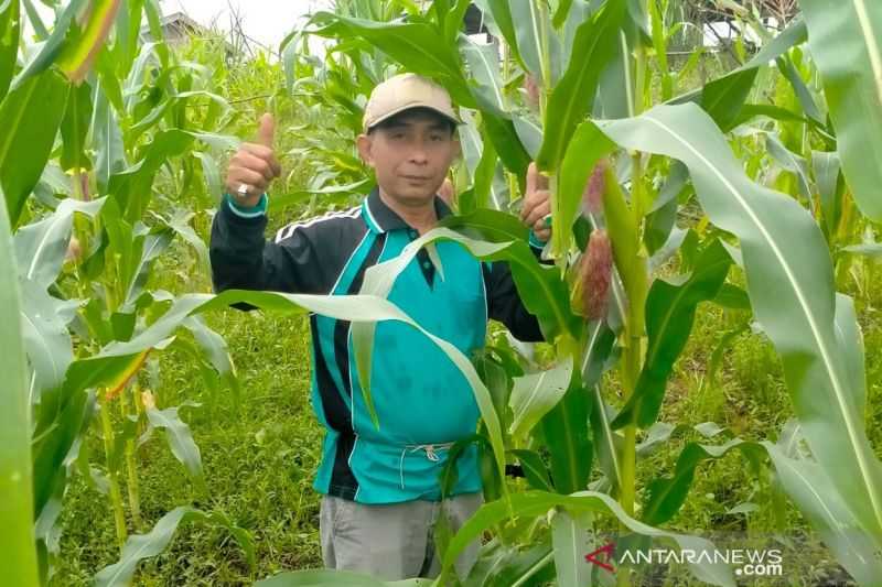 Petani Milenial Kaltim Bersiap Panen 10 Hektare Jagung