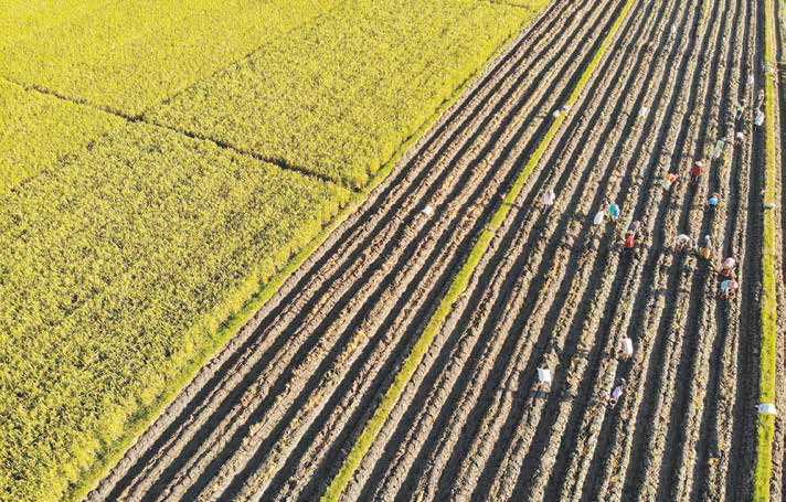 Petani mulai menanam palawija saat Memasuki musim kemarau