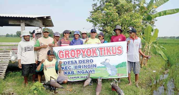 Petani Ngawi Resah, Hama Tikus Merusak Ratusan Hektare Sawah