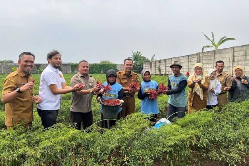 Petani Panen Cabai Satu Kuintal