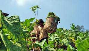 Petani Perlu Dilibatkan dalam Pembahasan Aturan