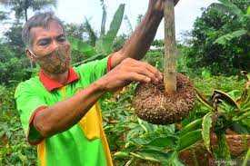 Petani Porang Wajib Tahu: Kenapa Porang Indonesia Tak Bisa Masuk Tiongkok