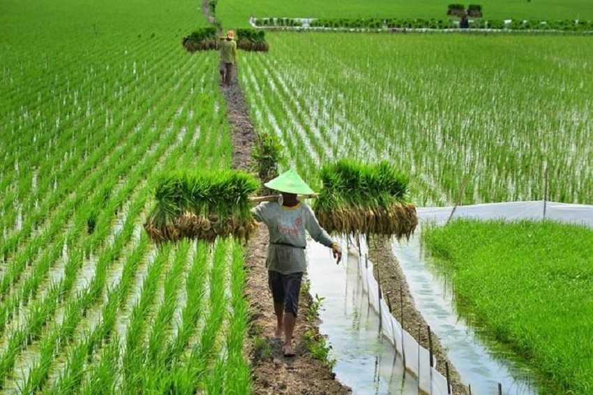 Petani Tanaman Pangan Terpuruk