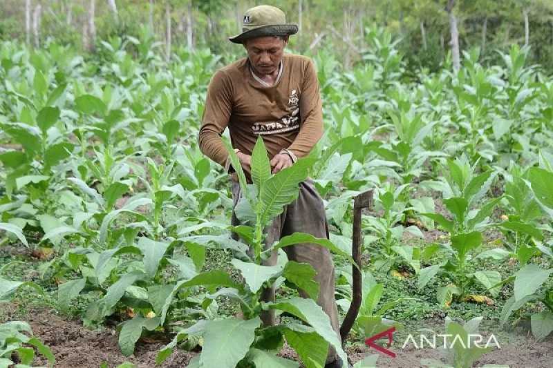 Petani Tembakau Aceh Keluhkan Aturan yang Ganggu Mata Pencahariannya