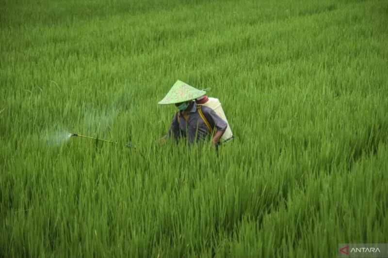 Petani Wajib Perhatikan Ini, BRIN Ingatkan Dampak Buruk Pemakaian Pestisida Sintetis