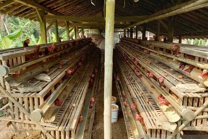 Peternak Ayam Petelur Kulon Progo Keluhkan Tingginya Harga Pakan