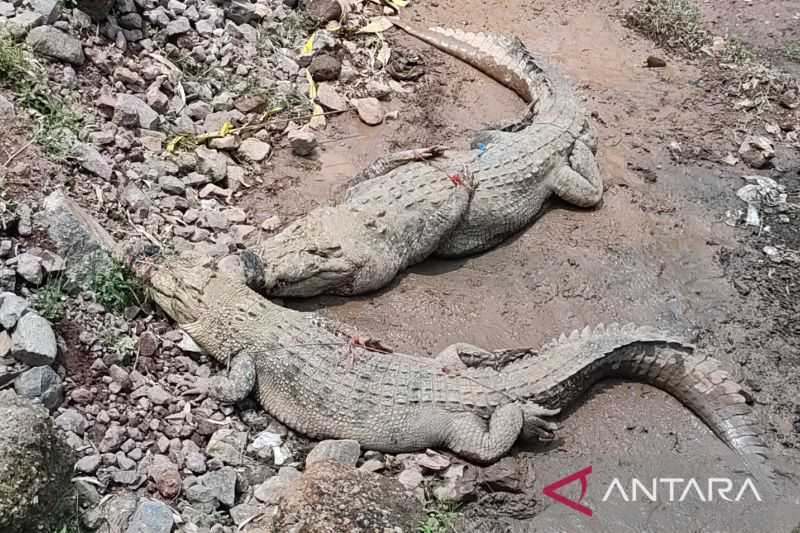 Petugas Berhasil Menangkap Tiga Buaya Lepas dari Penangkaran