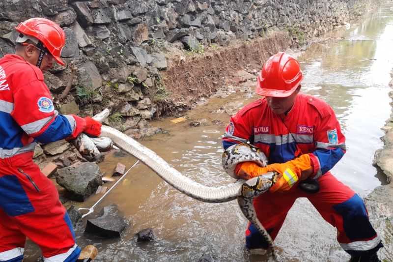 Petugas Evakuasi Ular Sanca Bobot 25 Kilogram