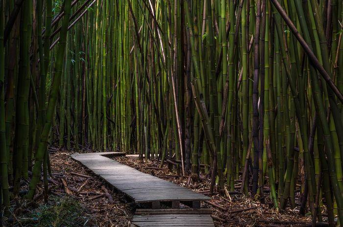 Bambu Berpotensi Kembalikan Kesuburan Tanah yang Rusak