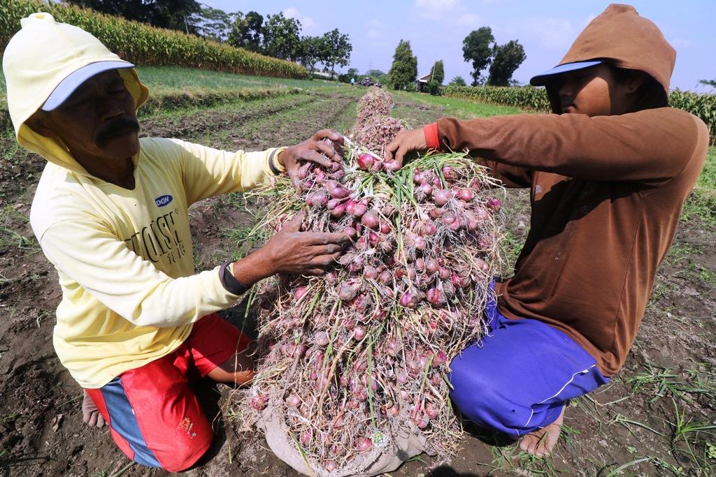 Harga Bawang Anjlok