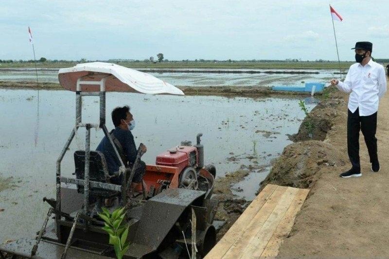 Minggu Ketiga Februari, Lumbung Pangan di Pulang Pisau Kalteng Panen Raya