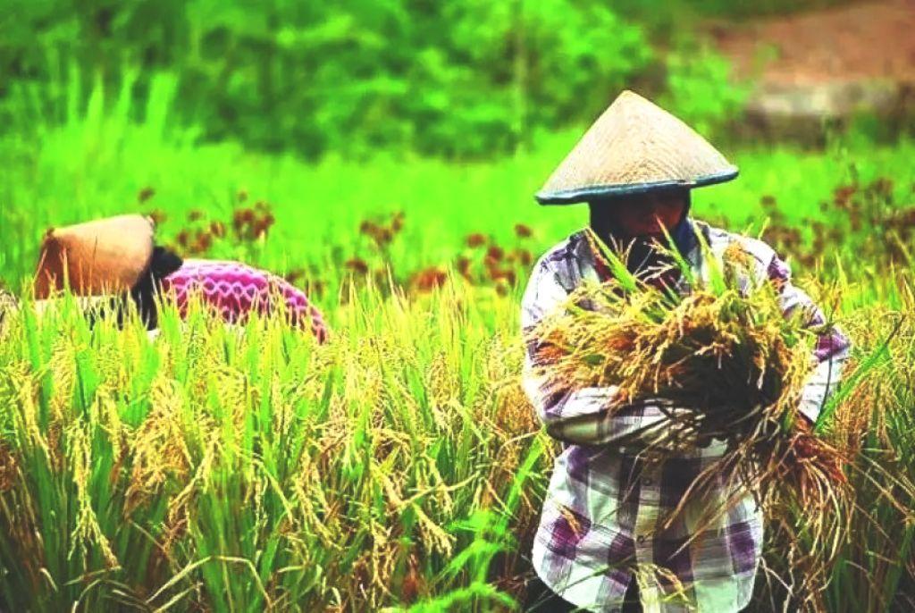 Jadikan Pertanian Pilar Ekonomi