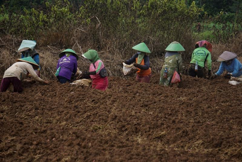 Pelatihan Petani Bawang